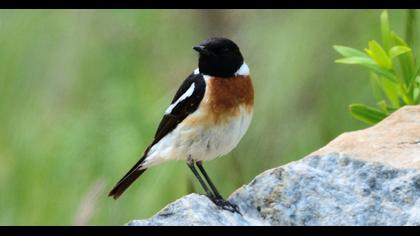 Siberian Stonechat