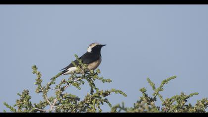 Cyprus Wheatear