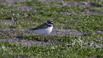 Little Ringed Plover