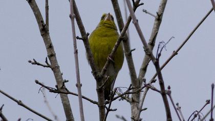 European Greenfinch