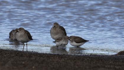 Karakarınlı kumkuşu