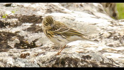 Meadow Pipit