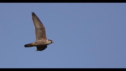Peregrine Falcon