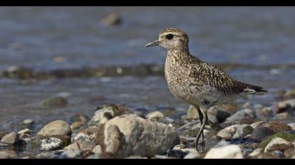 European Golden Plover