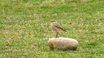 Isabelline Wheatear