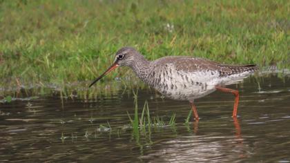 Spotted Redshank