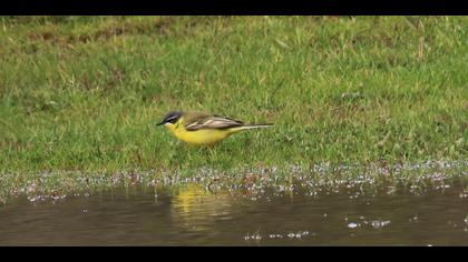 Western Yellow Wagtail
