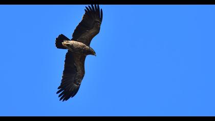 Lesser Spotted Eagle