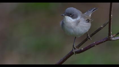 Lesser Whitethroat