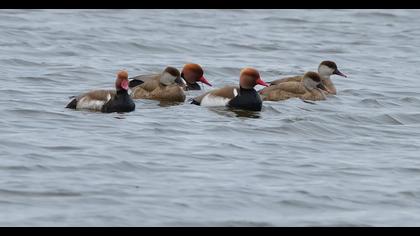 Red-crested Pochard