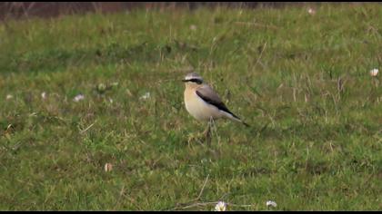 Northern Wheatear