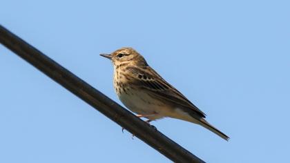 Tree Pipit