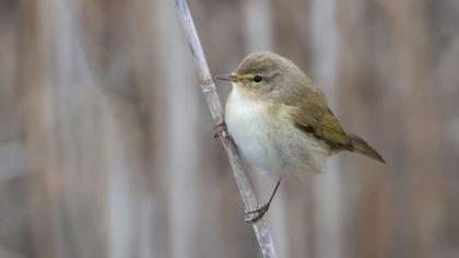 Common Chiffchaff