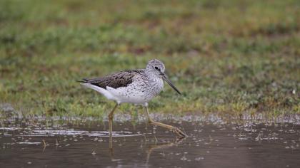 Common Greenshank