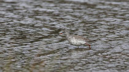 Common Redshank