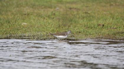Green Sandpiper