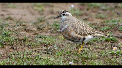 Eurasian Dotterel