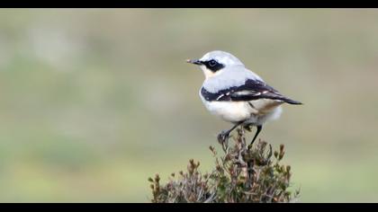Northern Wheatear