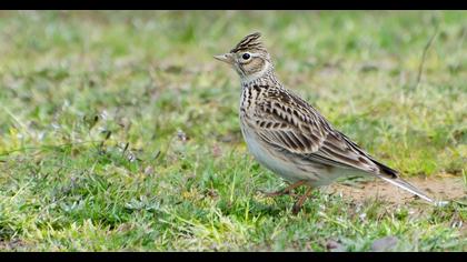 Eurasian Skylark