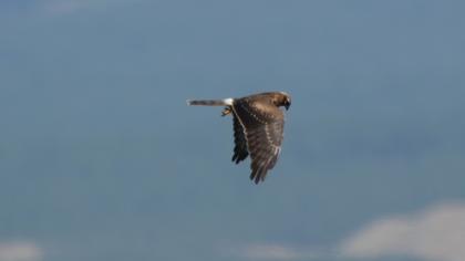 Montagu`s Harrier