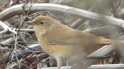 Savi`s Warbler