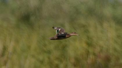 Eurasian Teal