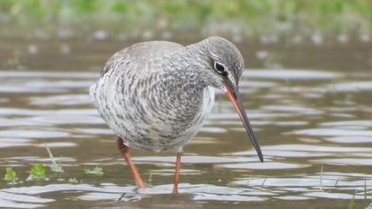 Spotted Redshank