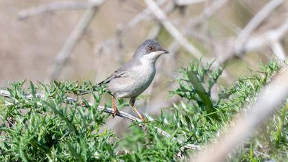 Subalpine Warbler