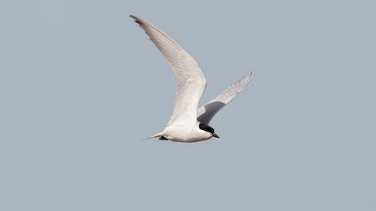 Gull-billed Tern