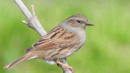 Dunnock