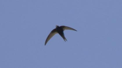 Common Swift