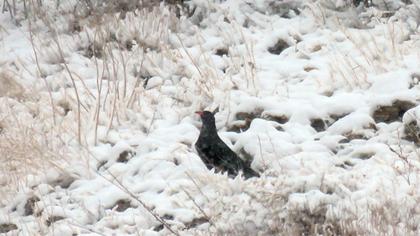 Red-billed Chough