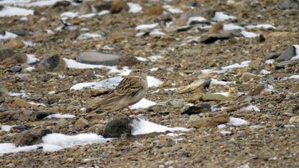 Greater Short-toed Lark