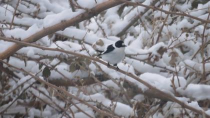 Collared Flycatcher