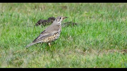 Song Thrush