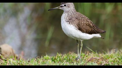 Green Sandpiper