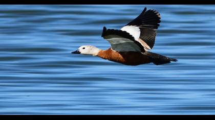 Ruddy Shelduck