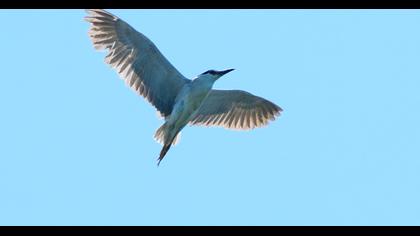 Black-crowned Night Heron