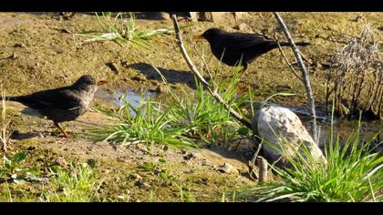Common Blackbird