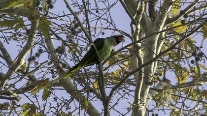 Alexandrine Parakeet