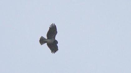Short-toed Snake Eagle