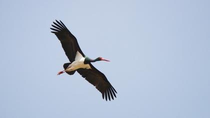 Black Stork