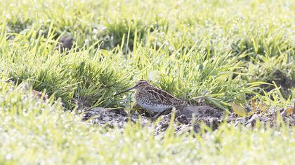 Common Snipe