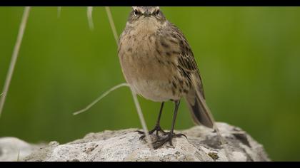 Water Pipit