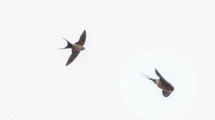 Red-rumped Swallow
