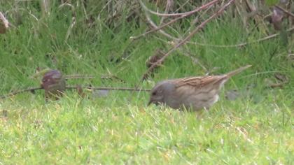 Dunnock