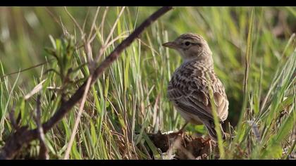 Greater Short-toed Lark