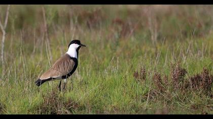 Spur-winged Lapwing