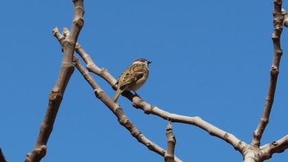 Eurasian Tree Sparrow