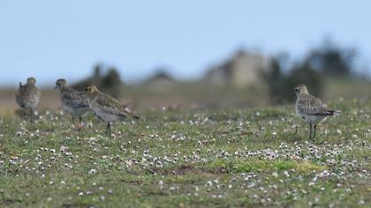 European Golden Plover
